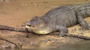 Watch: Australian Pub Owner Fights Off Crocodile With Frying Pan