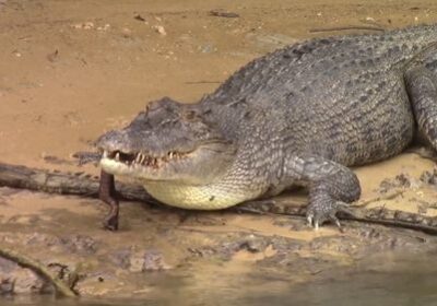 Watch: Australian Pub Owner Fights Off Crocodile With Frying Pan