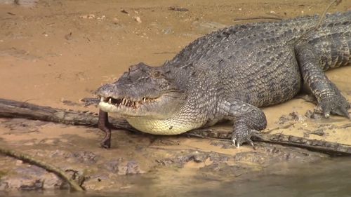 Watch: Australian Pub Owner Fights Off Crocodile With Frying Pan