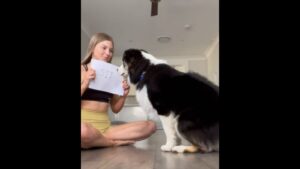 Cute pet dog reading cue cards and doing as written will make your day.