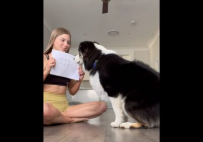 Cute pet dog reading cue cards and doing as written will make your day.