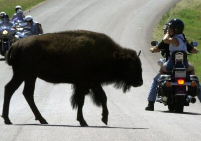 British teenager left partially paralysed after bison attack in US nature reserve