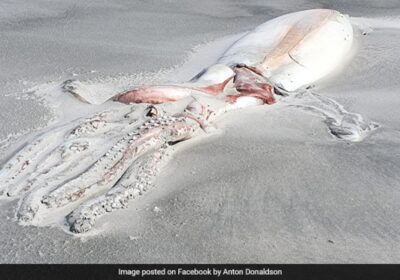 Once In A c” Sighting: Giant Deep-Sea Squid Carcass Washes Up On New Zealand Beach