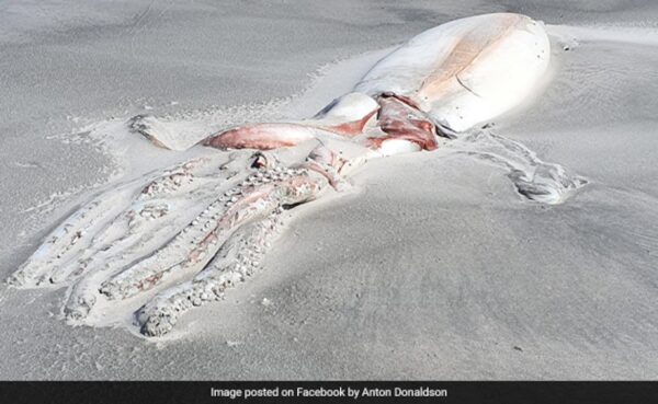 Once In A c" Sighting: Giant Deep-Sea Squid Carcass Washes Up On New Zealand Beach